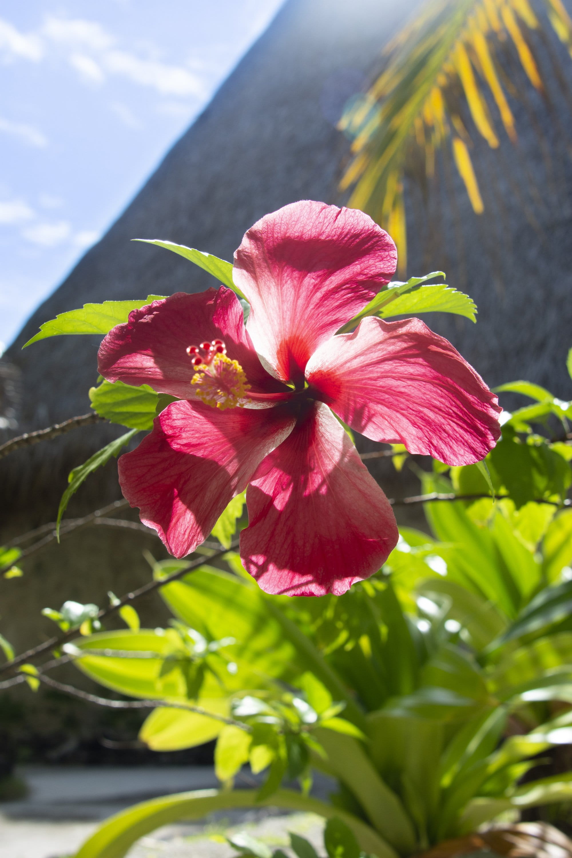 Hibiscus rose contre-jouré par le soleil, feuillage tropical et toit de chaume en arrière-plan.