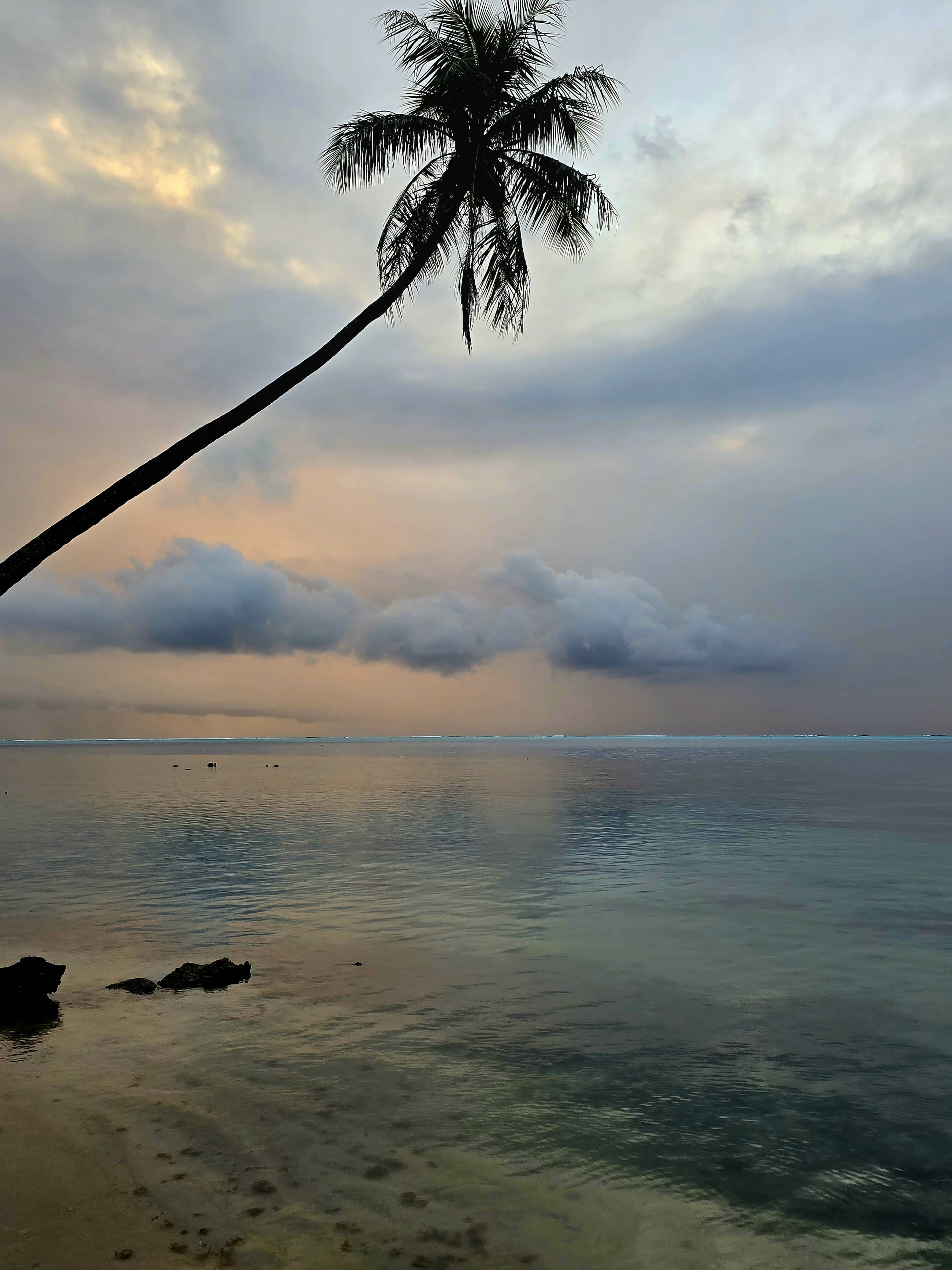 Cocotier en silhouette au crépuscule au-dessus d'une eau calme, ciel doux orange et bleu.